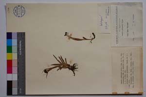 Luzula spadicea (All.) Lam. et DC. var. velenovsky Koz. f. pumilla Koz. [ SOMXXXXX0219] (c) Institute of Biodiversity and Ecosystem Research, BAS — Vascular Plants and Mosses Collections (SOM)