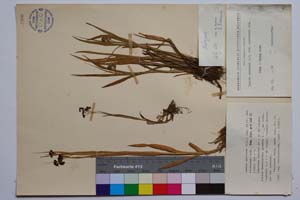 Luzula spadicea (All.) Lam. et DC. var. velenovsky Koz. [ SOMXXXXX0220] (c) Institute of Biodiversity and Ecosystem Research, BAS — Vascular Plants and Mosses Collections (SOM)