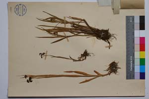 Luzula spadicea (All.) Lam. et DC. var. velenovsky Koz. [ SOMXXXXX0220] (2) (c) Institute of Biodiversity and Ecosystem Research, BAS — Vascular Plants and Mosses Collections (SOM)
