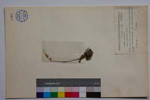 Lychnis viscaria L. ssp. subnivalis Panov [ SOMXXXXX0221] (c) Institute of Biodiversity and Ecosystem Research, BAS — Vascular Plants and Mosses Collections (SOM)