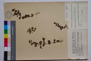 Lysimachia numularia L. var. longipes Dav. [ SOMXXXXX0222] (c) Institute of Biodiversity and Ecosystem Research, BAS — Vascular Plants and Mosses Collections (SOM)