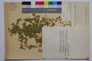 Medicago carstiensis Wulf. ssp. belasicae Koz. [ SOMXXXXX0223] (c) Institute of Biodiversity and Ecosystem Research, BAS — Vascular Plants and Mosses Collections (SOM)
