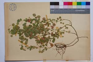 Medicago carstiensis Wulf. ssp. belasicae Koz. [ SOMXXXXX0223] (2) (c) Institute of Biodiversity and Ecosystem Research, BAS — Vascular Plants and Mosses Collections (SOM)