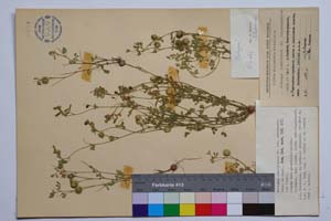Medicago disciformis DC. var. strumensis Velc. & Bond. [ SOMXXXXX0224] (c) Institute of Biodiversity and Ecosystem Research, BAS — Vascular Plants and Mosses Collections (SOM)
