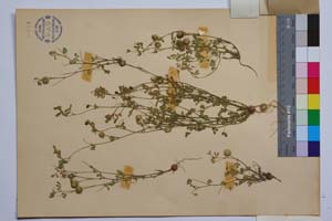 Medicago disciformis DC. var. strumensis Velc. & Bond. [ SOMXXXXX0224] (2) (c) Institute of Biodiversity and Ecosystem Research, BAS — Vascular Plants and Mosses Collections (SOM)