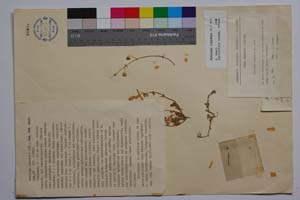 Medicago bondevii Koz. [ SOMXXXXX0225] (c) Institute of Biodiversity and Ecosystem Research, BAS — Vascular Plants and Mosses Collections (SOM)