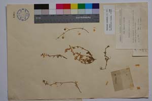 Medicago bondevii Koz. [ SOMXXXXX0225] (2) (c) Institute of Biodiversity and Ecosystem Research, BAS — Vascular Plants and Mosses Collections (SOM)