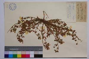 Medicago brachyodon [ SOMXXXXX0226] (c) Institute of Biodiversity and Ecosystem Research, BAS — Vascular Plants and Mosses Collections (SOM)