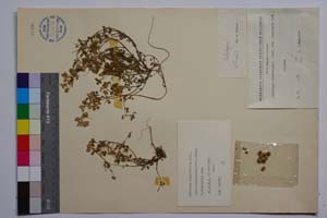 Medicago rigidula (L.) All. var. cinerascens (Jord.) Rouy f. viscidula Koz. [ SOMXXXXX0227] (2) (c) Institute of Biodiversity and Ecosystem Research, BAS — Vascular Plants and Mosses Collections (SOM)