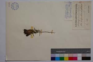 Melampyrum cristatum L. [ SOMXXXXX0228] (c) Institute of Biodiversity and Ecosystem Research, BAS — Vascular Plants and Mosses Collections (SOM)