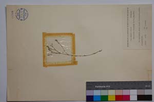 Minuartia diljanae P. Panov [ SOMXXXXX0229] (c) Institute of Biodiversity and Ecosystem Research, BAS — Vascular Plants and Mosses Collections (SOM)