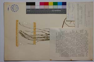 Minuartia diljanae P. Panov [ SOMXXXXX0230] (c) Institute of Biodiversity and Ecosystem Research, BAS — Vascular Plants and Mosses Collections (SOM)