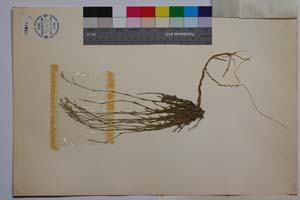 Minuartia diljanae P. Panov [ SOMXXXXX0230] (2) (c) Institute of Biodiversity and Ecosystem Research, BAS — Vascular Plants and Mosses Collections (SOM)