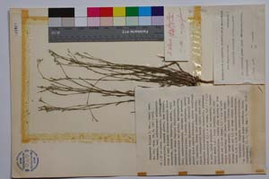 Minuartia diljanae P. Panov [ SOMXXXXX0231] (c) Institute of Biodiversity and Ecosystem Research, BAS — Vascular Plants and Mosses Collections (SOM)