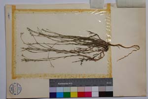 Minuartia diljanae P. Panov [ SOMXXXXX0231] (2) (c) Institute of Biodiversity and Ecosystem Research, BAS — Vascular Plants and Mosses Collections (SOM)