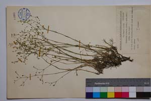 Minuartia hirsuta (Bieb.) Hand.-Maz. ssp. laxa Panov [ SOMXXXXX0232] (c) Institute of Biodiversity and Ecosystem Research, BAS — Vascular Plants and Mosses Collections (SOM)