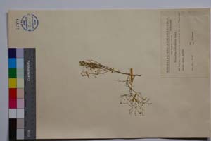 Minuartia intermedia Panov [ SOMXXXXX0233] (c) Institute of Biodiversity and Ecosystem Research, BAS — Vascular Plants and Mosses Collections (SOM)