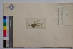 Minuartia janevii Panov [ SOMXXXXX0234] (c) Institute of Biodiversity and Ecosystem Research, BAS — Vascular Plants and Mosses Collections (SOM)