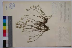 Minuartia mutabilis Schinz et Thell. ssp. balcanica P. Pan. var. glabra P. Pan. [ SOMXXXXX0235] (c) Institute of Biodiversity and Ecosystem Research, BAS — Vascular Plants and Mosses Collections (SOM)