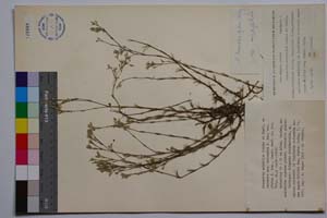 Minuartia mutabilis Schinz et Thell. ssp. balcanica P. Pan. var. glabra P. Pan. [ SOMXXXXX0236] (c) Institute of Biodiversity and Ecosystem Research, BAS — Vascular Plants and Mosses Collections (SOM)