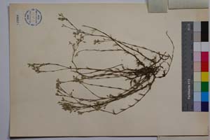 Minuartia mutabilis Schinz et Thell. ssp. balcanica P. Pan. var. glabra P. Pan. [ SOMXXXXX0236] (2) (c) Institute of Biodiversity and Ecosystem Research, BAS — Vascular Plants and Mosses Collections (SOM)