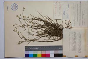 Minuartia mutabilis Schinz et Thell. ex Becherer ssp. balcanica P. Pan. var. glabra P. Pan. [ SOMXXXXX0237] (c) Institute of Biodiversity and Ecosystem Research, BAS — Vascular Plants and Mosses Collections (SOM)
