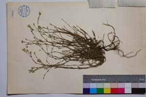 Minuartia mutabilis Schinz et Thell. ex Becherer ssp. balcanica P. Pan. var. glabra P. Pan. [ SOMXXXXX0237] (2) (c) Institute of Biodiversity and Ecosystem Research, BAS — Vascular Plants and Mosses Collections (SOM)