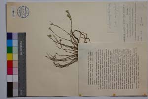 Minuartia mutabilis Schinz et Thell. ex Becherer ssp. balcanica P. Pan. [ SOMXXXXX0238] (c) Institute of Biodiversity and Ecosystem Research, BAS — Vascular Plants and Mosses Collections (SOM)