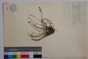 Minuartia mutabilis Schinz et Thell. ex Becherer ssp. balcanica P. Pan. [ SOMXXXXX0238] (2) (c) Institute of Biodiversity and Ecosystem Research, BAS — Vascular Plants and Mosses Collections (SOM)