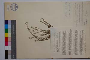 Minuartia mutabilis Schinz et Thell. ex Becherer ssp. balcanica P. Pan. [ SOMXXXXX0239] (c) Institute of Biodiversity and Ecosystem Research, BAS — Vascular Plants and Mosses Collections (SOM)
