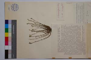 Minuartia mutabilis Schinz et Thell. ex Becherer ssp. balcanica P. Pan. [ SOMXXXXX0240] (c) Institute of Biodiversity and Ecosystem Research, BAS — Vascular Plants and Mosses Collections (SOM)