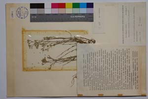 Minuartia rumelica Panov [ SOMXXXXX0241] (c) Institute of Biodiversity and Ecosystem Research, BAS — Vascular Plants and Mosses Collections (SOM)