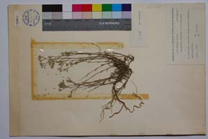 Minuartia rumelica Panov [ SOMXXXXX0241] (2) (c) Institute of Biodiversity and Ecosystem Research, BAS — Vascular Plants and Mosses Collections (SOM)