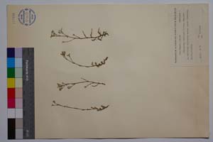 Minuartia rumelica Panov [ SOMXXXXX0242] (c) Institute of Biodiversity and Ecosystem Research, BAS — Vascular Plants and Mosses Collections (SOM)