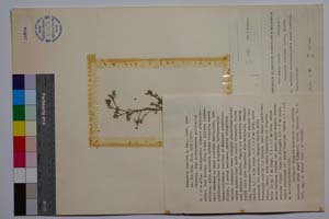 Minuartia rumelica Panov [ SOMXXXXX0243] (c) Institute of Biodiversity and Ecosystem Research, BAS — Vascular Plants and Mosses Collections (SOM)