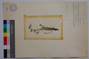 Minuartia rumelica Panov [ SOMXXXXX0243] (2) (c) Institute of Biodiversity and Ecosystem Research, BAS — Vascular Plants and Mosses Collections (SOM)