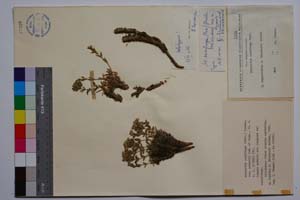 Minuartia saxifraga (Friv.) Graebn. var. urumovii Koz. & Kuzm. [ SOMXXXXX0244] (c) Institute of Biodiversity and Ecosystem Research, BAS — Vascular Plants and Mosses Collections (SOM)