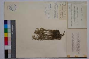Minuartia setaceae (Thuill.) Hayek var. misica Koz. & Kuzm. [ SOMXXXXX0245] (c) Institute of Biodiversity and Ecosystem Research, BAS — Vascular Plants and Mosses Collections (SOM)
