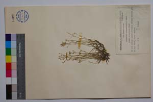 Minuartia setaceae (Tuill.) Hayek ssp. subsetaceae Panov [ SOMXXXXX0246] (c) Institute of Biodiversity and Ecosystem Research, BAS — Vascular Plants and Mosses Collections (SOM)