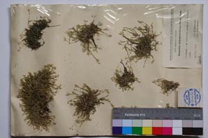 Minuartia stojanovii (Kitan.) Koz. & Kuzm. [ SOMXXXXX0247] (c) Institute of Biodiversity and Ecosystem Research, BAS — Vascular Plants and Mosses Collections (SOM)