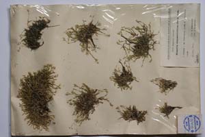 Minuartia stojanovii (Kitan.) Koz. & Kuzm. [ SOMXXXXX0247] (2) (c) Institute of Biodiversity and Ecosystem Research, BAS — Vascular Plants and Mosses Collections (SOM)