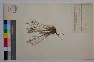 Minuartia strandjensis Panov [ SOMXXXXX0248] (c) Institute of Biodiversity and Ecosystem Research, BAS — Vascular Plants and Mosses Collections (SOM)