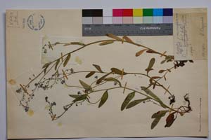 Myosotis jordanovii Andreev & Peev [ SOMXXXXX0249] (c) Institute of Biodiversity and Ecosystem Research, BAS — Vascular Plants and Mosses Collections (SOM)