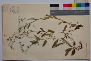 Myosotis jordanovii Andreev & Peev [ SOMXXXXX0249] (2) (c) Institute of Biodiversity and Ecosystem Research, BAS — Vascular Plants and Mosses Collections (SOM)