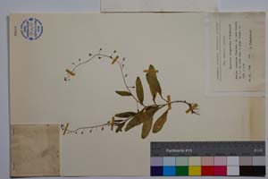 Myosotis margaritae Stepankova [ SOMXXXXX0250] (2) (c) Institute of Biodiversity and Ecosystem Research, BAS — Vascular Plants and Mosses Collections (SOM)