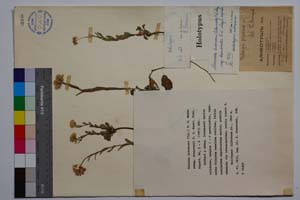 Noccaea lutescens (Vel.) F. K. Meyer ssp. drenovskii F. K. Meyer [ SOMXXXXX0251] (c) Institute of Biodiversity and Ecosystem Research, BAS — Vascular Plants and Mosses Collections (SOM)