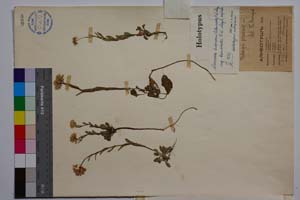 Noccaea lutescens (Vel.) F. K. Meyer ssp. drenovskii F. K. Meyer [ SOMXXXXX0251] (2) (c) Institute of Biodiversity and Ecosystem Research, BAS — Vascular Plants and Mosses Collections (SOM)