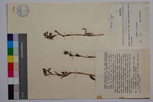 Ophrys speculum Link. ssp. regis-ferdinandii Acht. & Kellerer [ SOMXXXXX0252] (c) Institute of Biodiversity and Ecosystem Research, BAS — Vascular Plants and Mosses Collections (SOM)