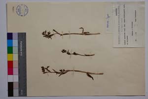 Ophrys speculum Link. ssp. regis-ferdinandii Acht. & Kellerer [ SOMXXXXX0252] (2) (c) Institute of Biodiversity and Ecosystem Research, BAS — Vascular Plants and Mosses Collections (SOM)