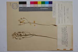 Ornithogalum comosum L. var. pseudoarcuatum Radenk. [ SOMXXXXX0253] (c) Institute of Biodiversity and Ecosystem Research, BAS — Vascular Plants and Mosses Collections (SOM)